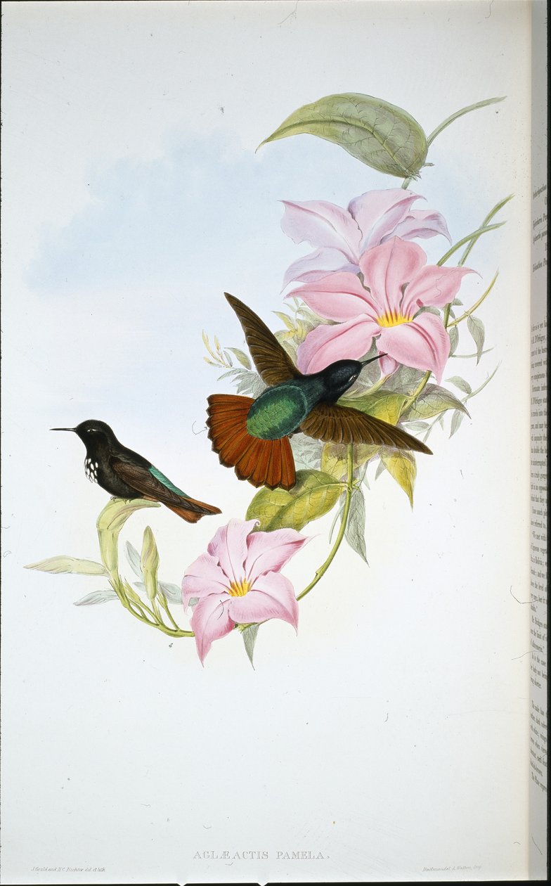 Pamelas solstråle (Aglaeactis Pamela) (handfärgad litho) av John (after) Gould