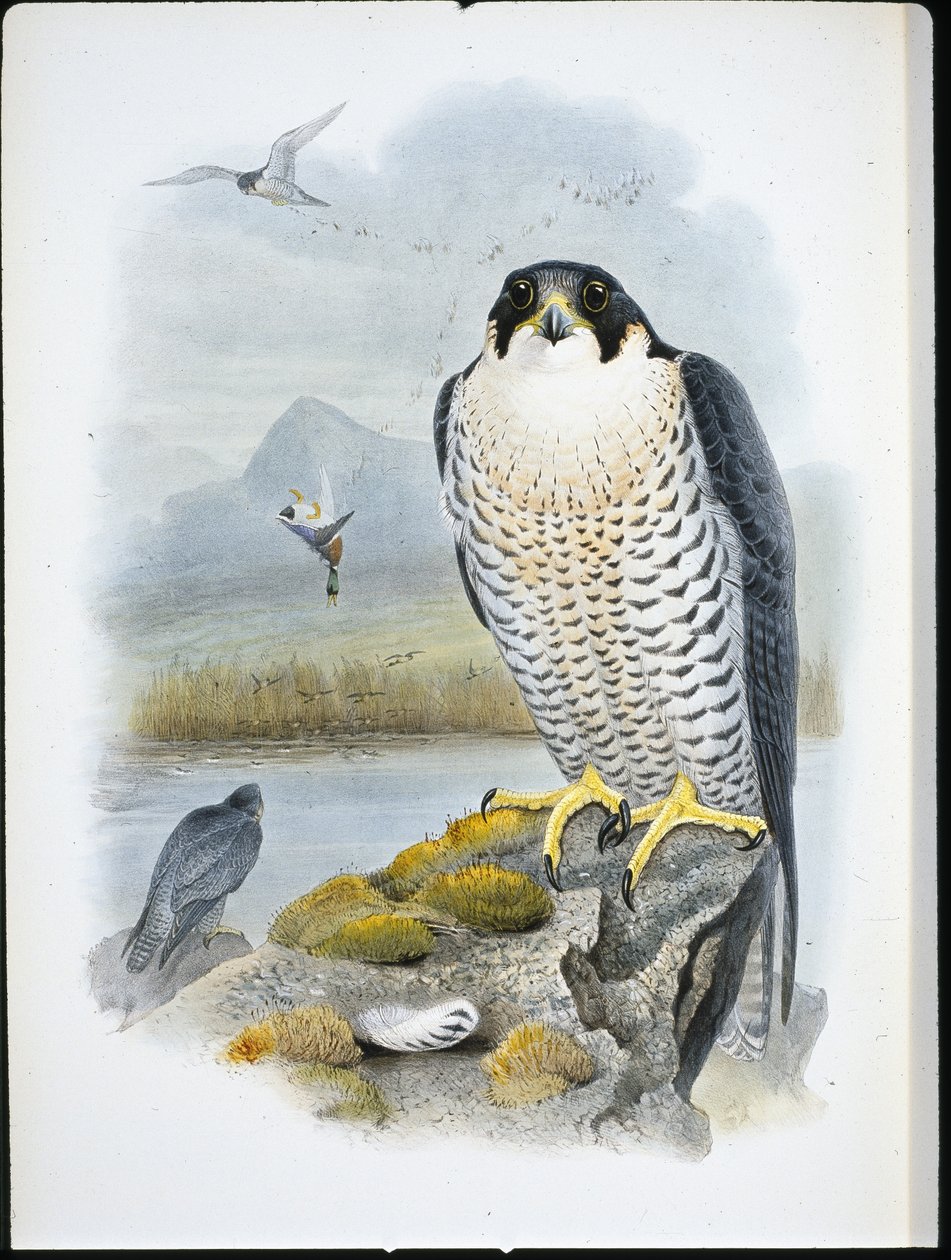 Pilgrimsfalk (Falco Peregrinus) (handfärgad litho) av John (after) Gould