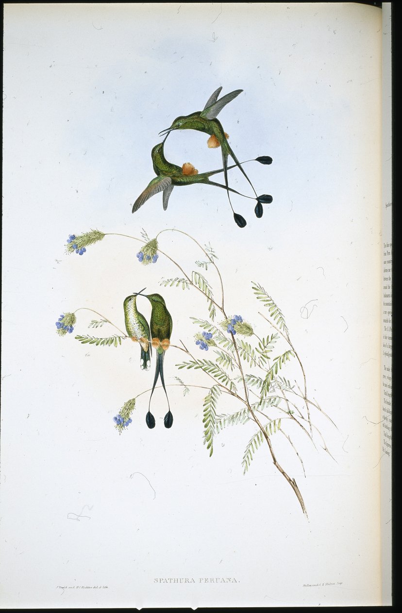 Peruansk racket-svans (Spathura Peruana) (handfärgad litho) av John (after) Gould