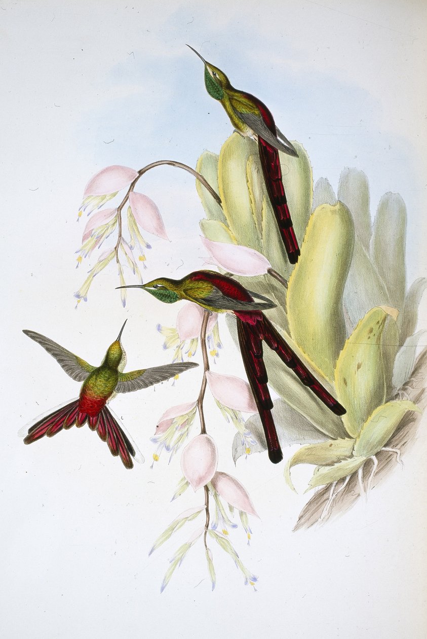 Phaon Comet (Cometes Phaon) (handfärgad litho) av John (after) Gould