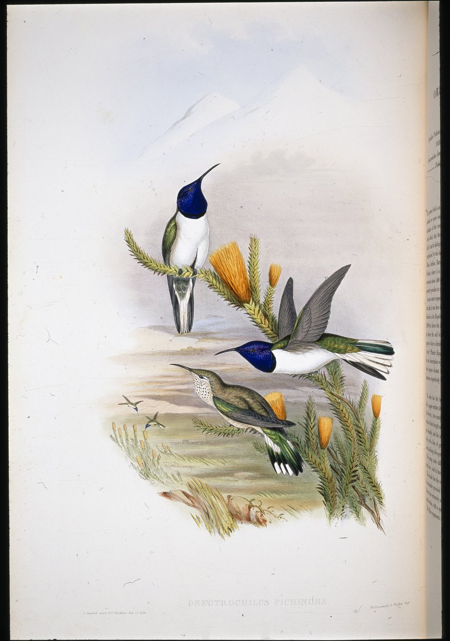 Pichinchian Hill-stjärna (Oreotrochilus Pichincha) (handfärgad litho) av John (after) Gould