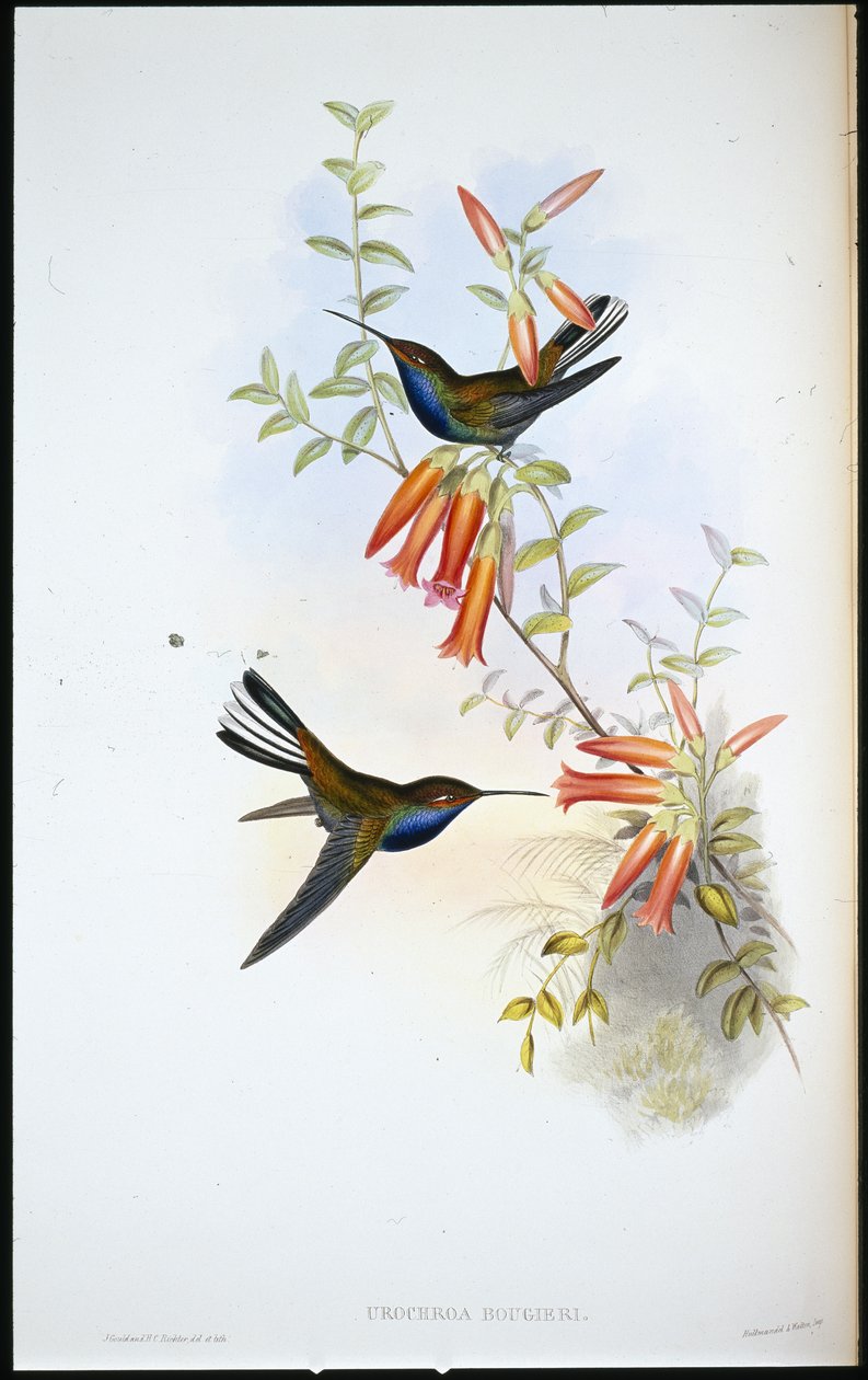 Pied-tail kolibri (Urochroa Bougieri) (handfärgad litho) av John (after) Gould