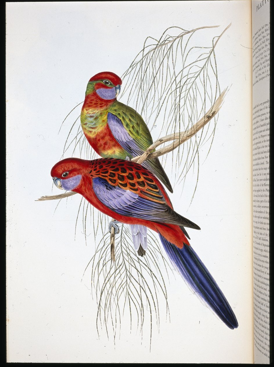 Platycercus pennantii (handfärgad litho) av John (after) Gould