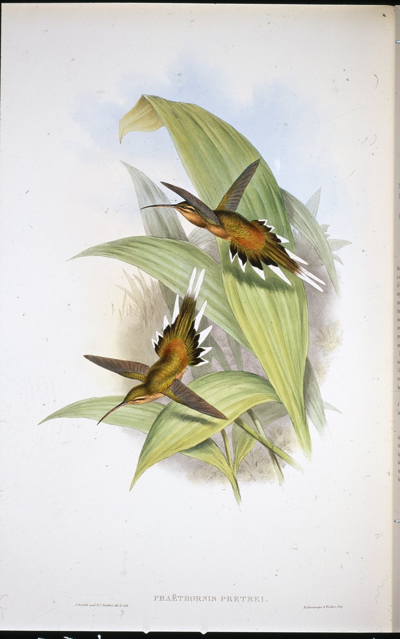 Pretres eremit (Phaethornis Pretrei) (handfärgad litho) av John (after) Gould