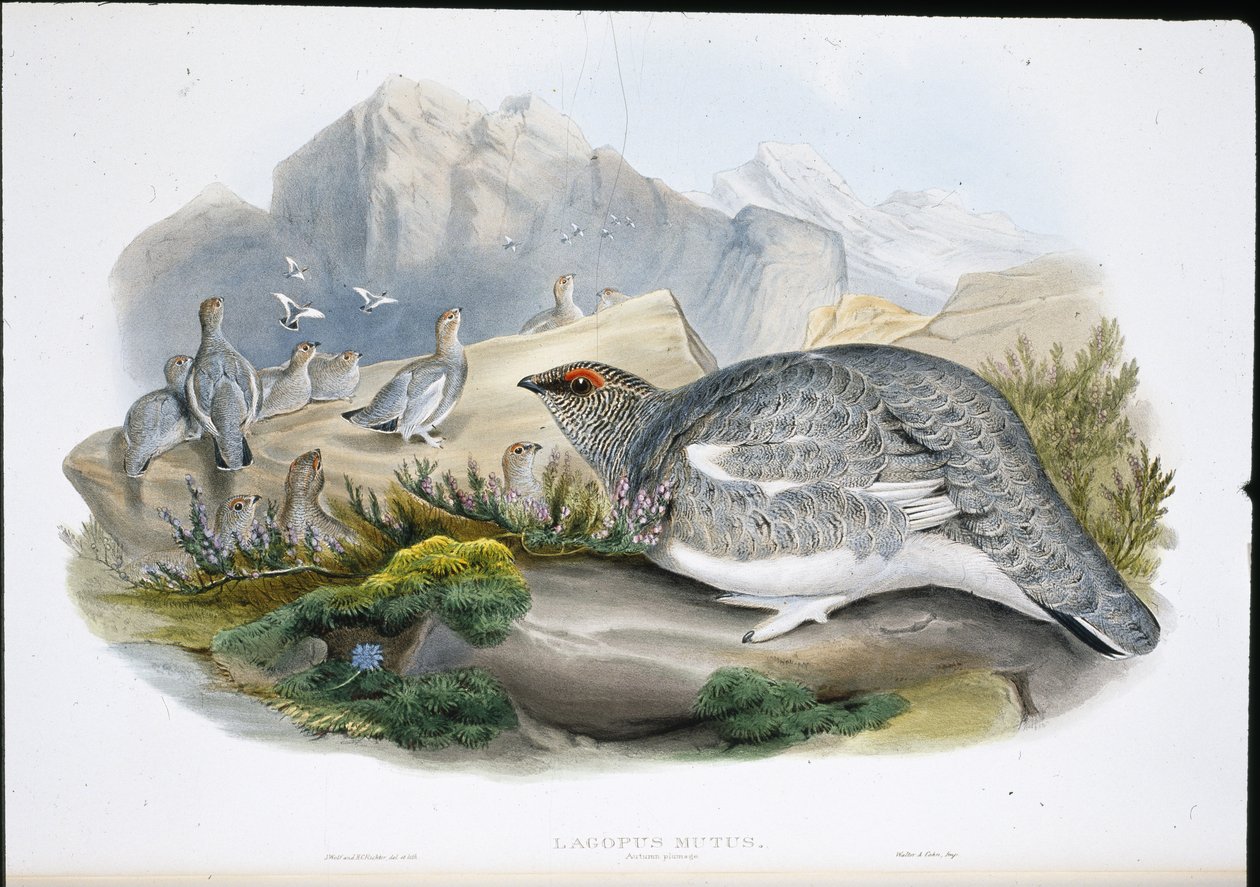 Ptarmigan (höstfjäderdrakt) (Lagopus Mutus) (handfärgad litho) av John (after) Gould
