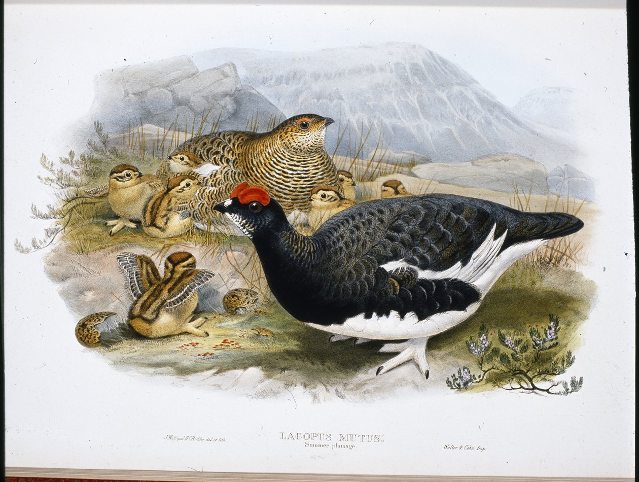 Ptarmigan (sommarfjäderdrakt) (Lagopus Mutus) (handfärgat foto) av John (after) Gould