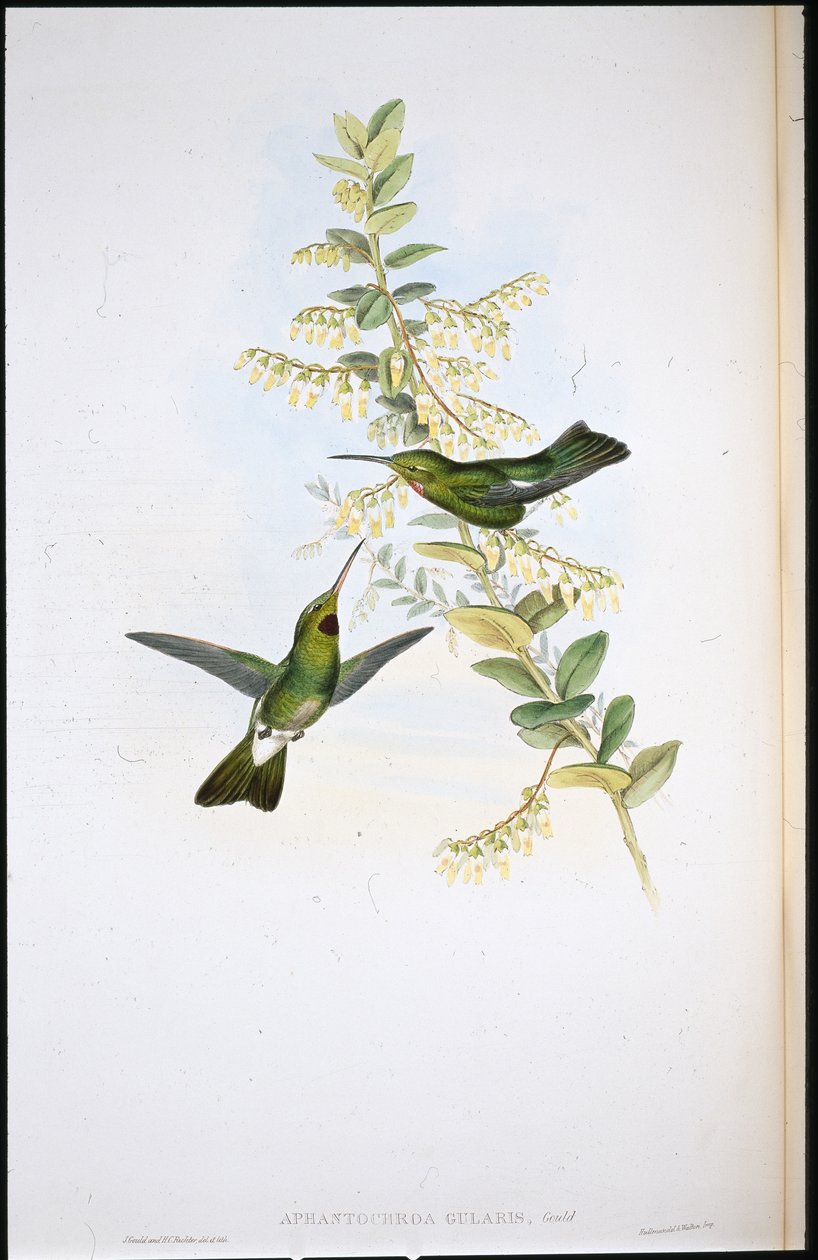 Loppstrupig kolibri (Aphantochroa Gularis) (handfärgade lemmar) av John (after) Gould