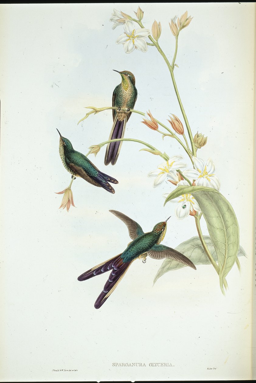 Lila-tailed Comet kolibri (Sparganura Glyceria) (handfärgad litho) av John (after) Gould