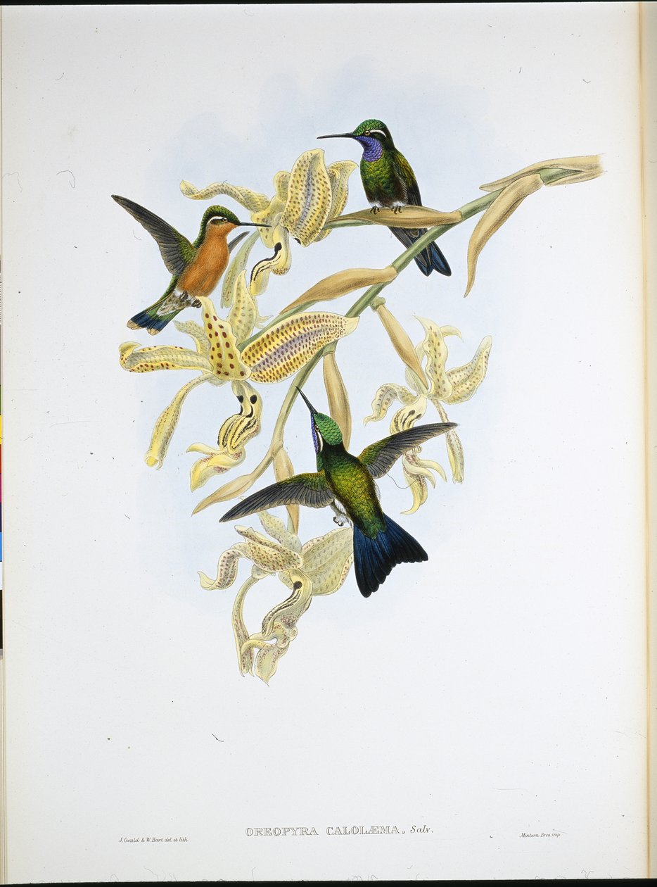 Lilastrupig kolibri (Oreopyra Calolaema) (handfärgad litho) av John (after) Gould