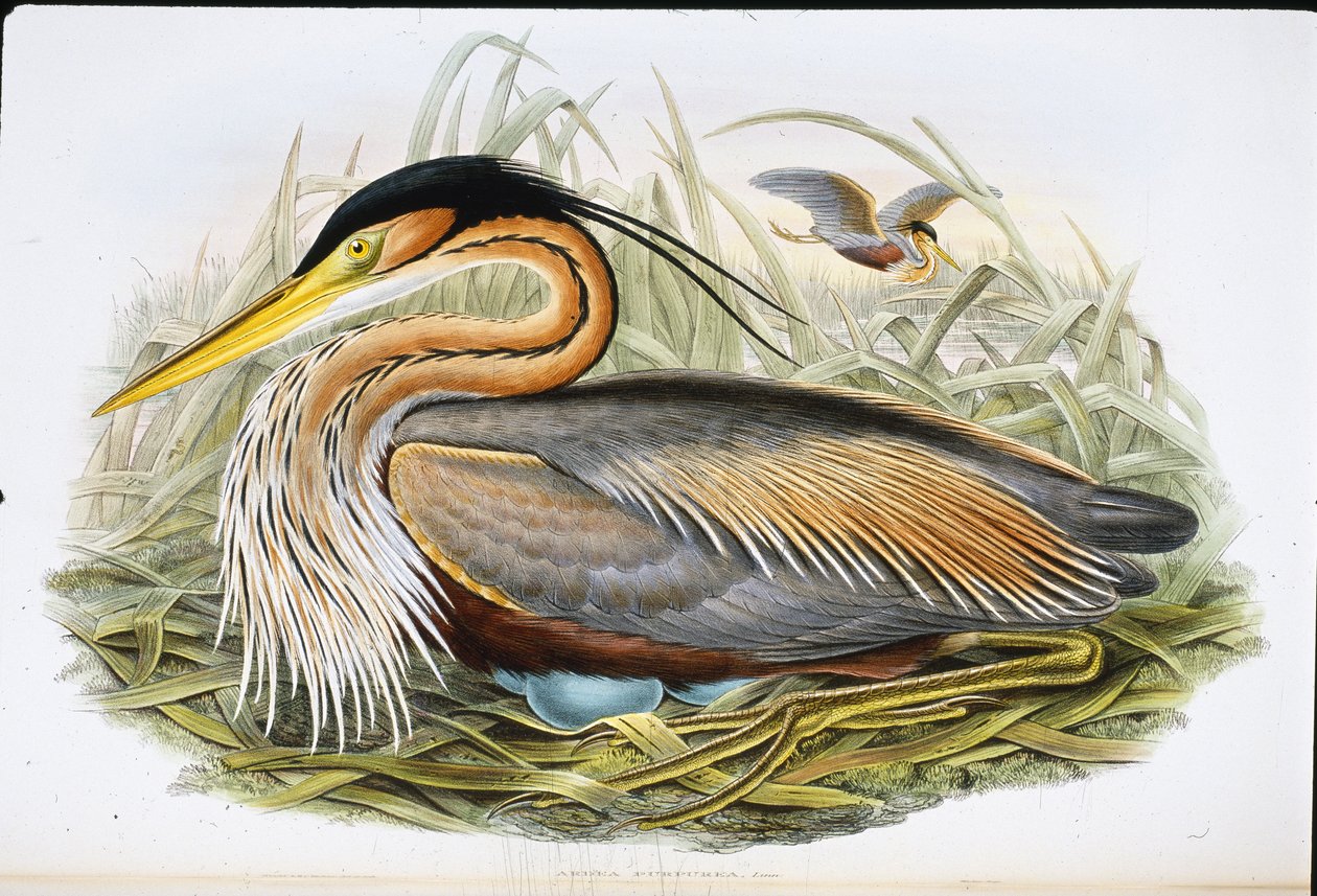 Purple Heron (Ardea Purpurea) (handfärgad lito) av John (after) Gould
