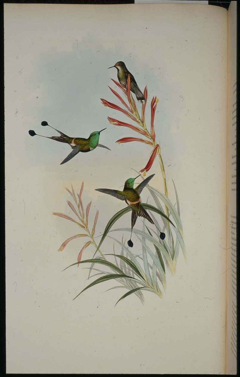 Racket-svans (Discura Longicauda) (handfärgad litho) av John (after) Gould