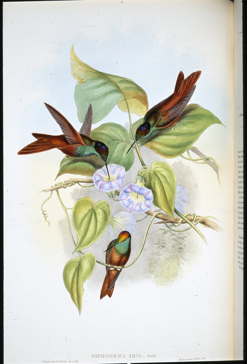 Regnbåge (Diphogena Iris) (handfärgad litho) av John (after) Gould