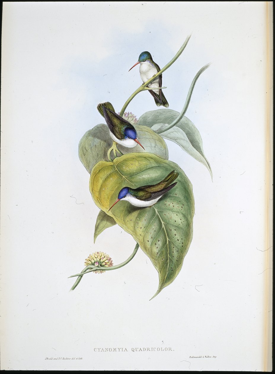 Rödnäbbad Azur-krona (Cyanomyia Quadricolor) (handfärgad litho) av John (after) Gould