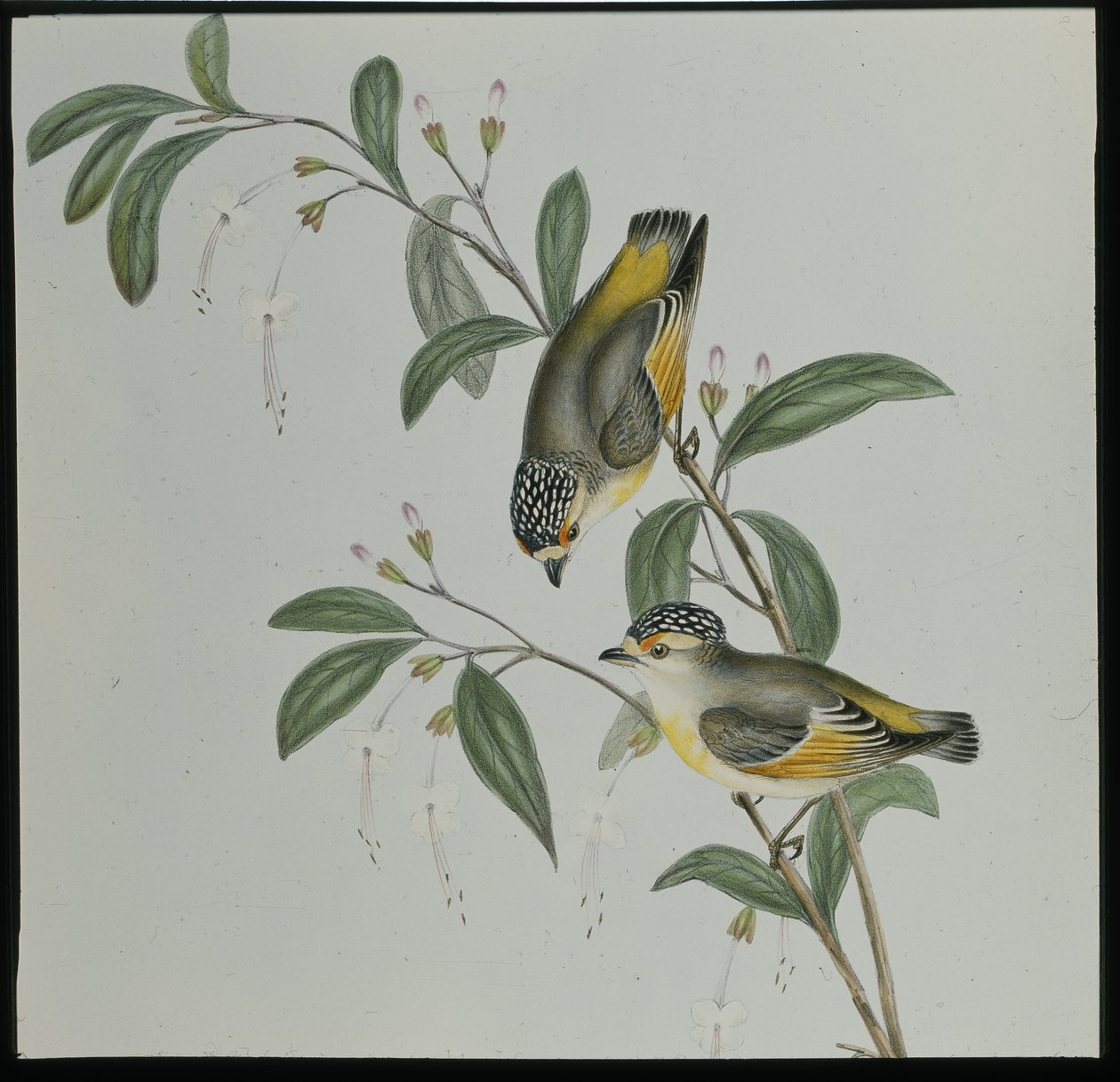 Röd-lored Pardalote (pardalotus rubricatus) (handfärgad litho) av John (after) Gould