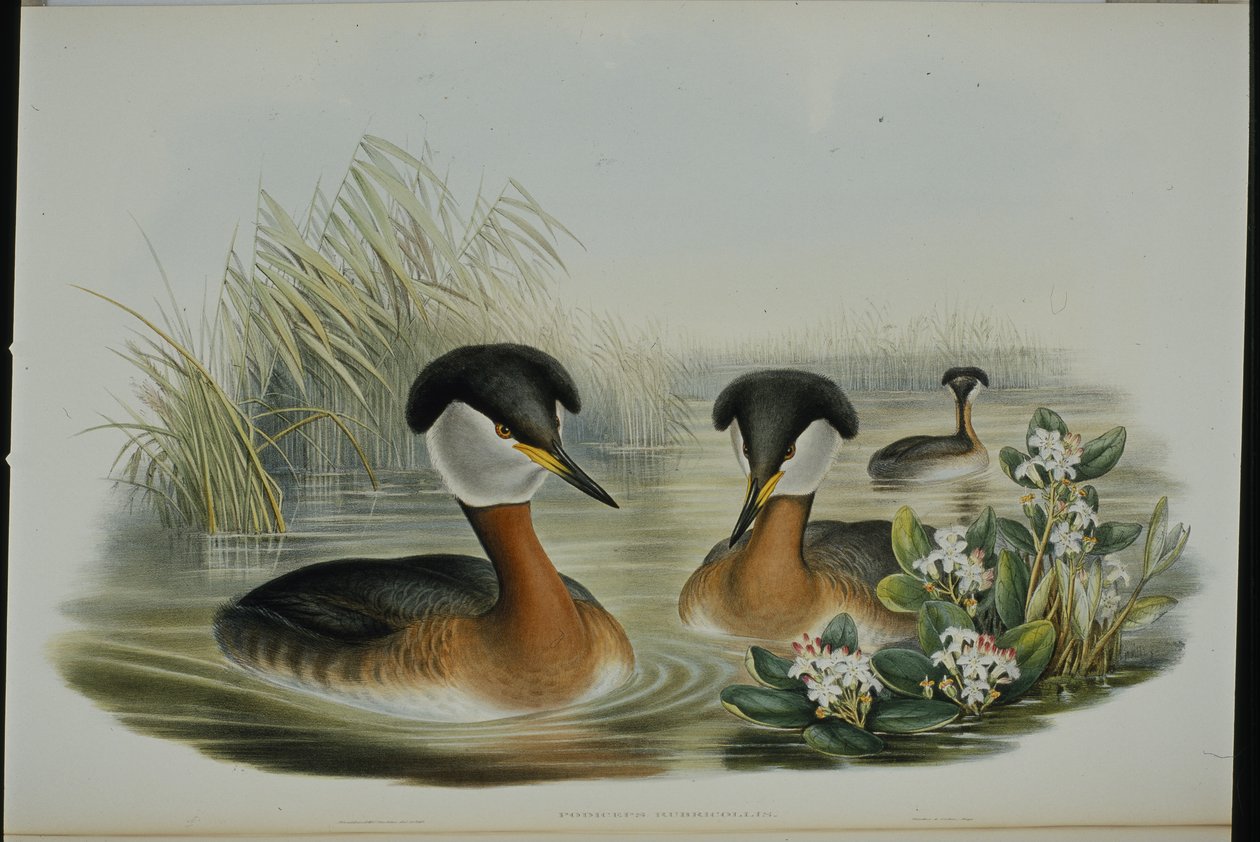 Rödhalsad dopping (Podiceps Rubricollis) (handfärgad litho) av John (after) Gould