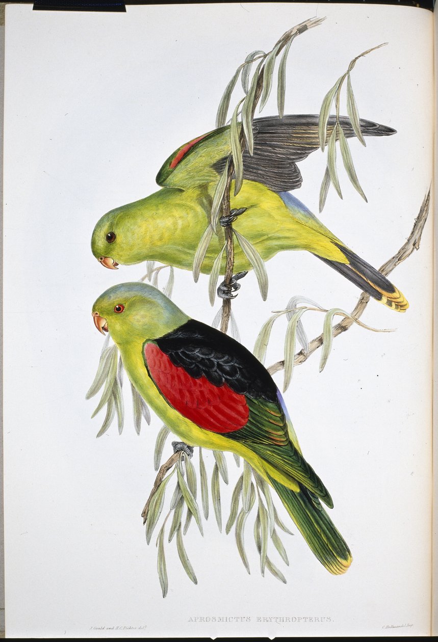 Rödvingad Lory (Aprosmictus Erythropterus) (handfärgad litho) av John (after) Gould
