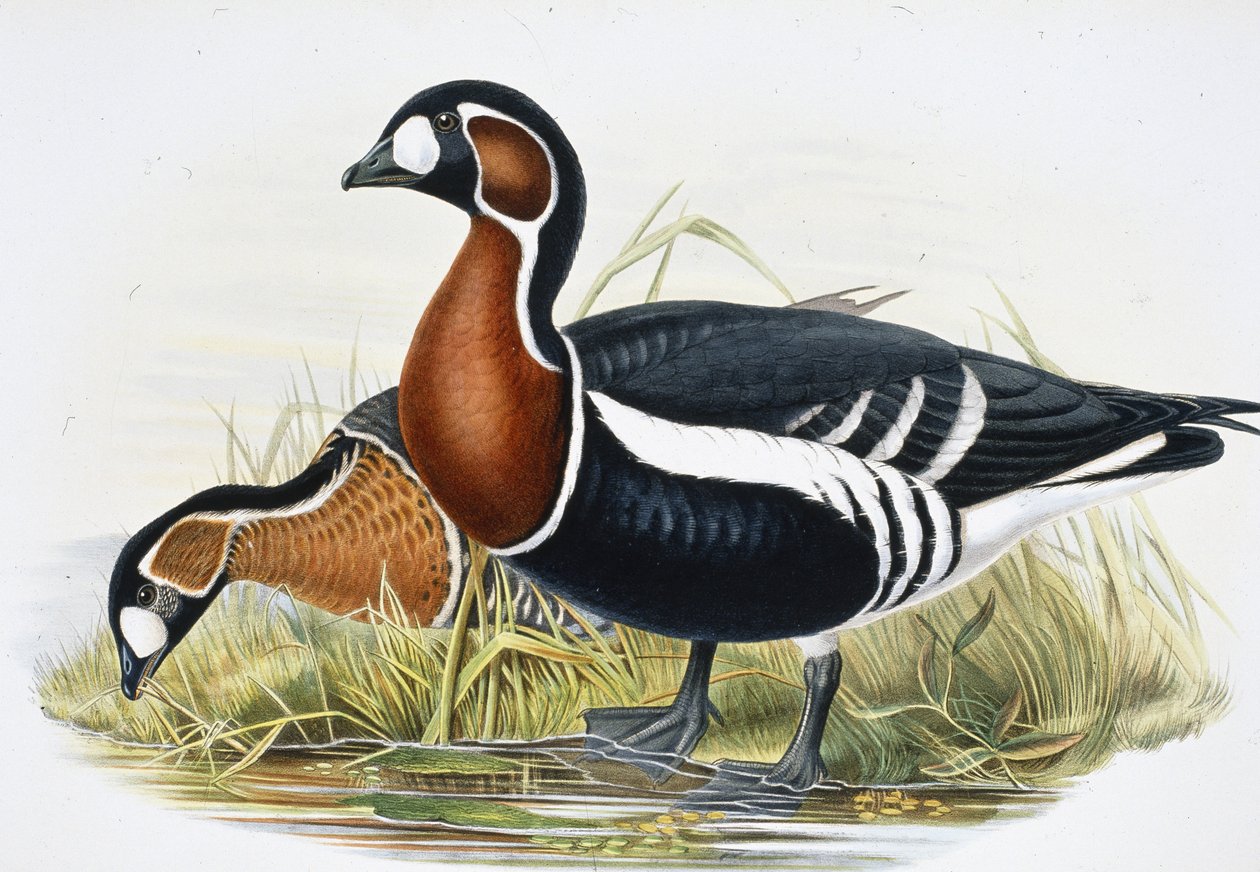 Rödbröst gås (Bernicla Ruficollis (handfärgad litho) av John (after) Gould
