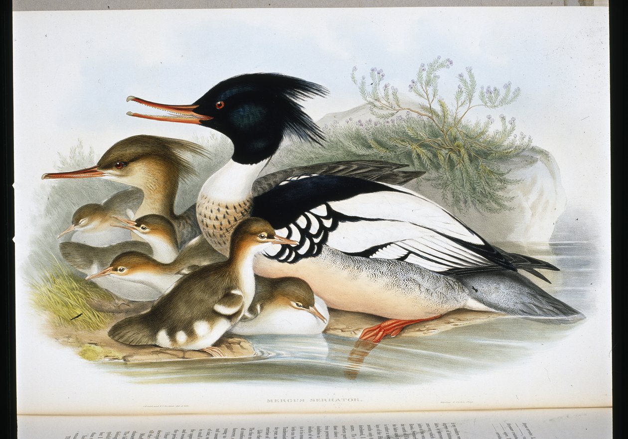 Red Breasted Merganser (Mergus Serrator) (handfärgad litho) av John (after) Gould