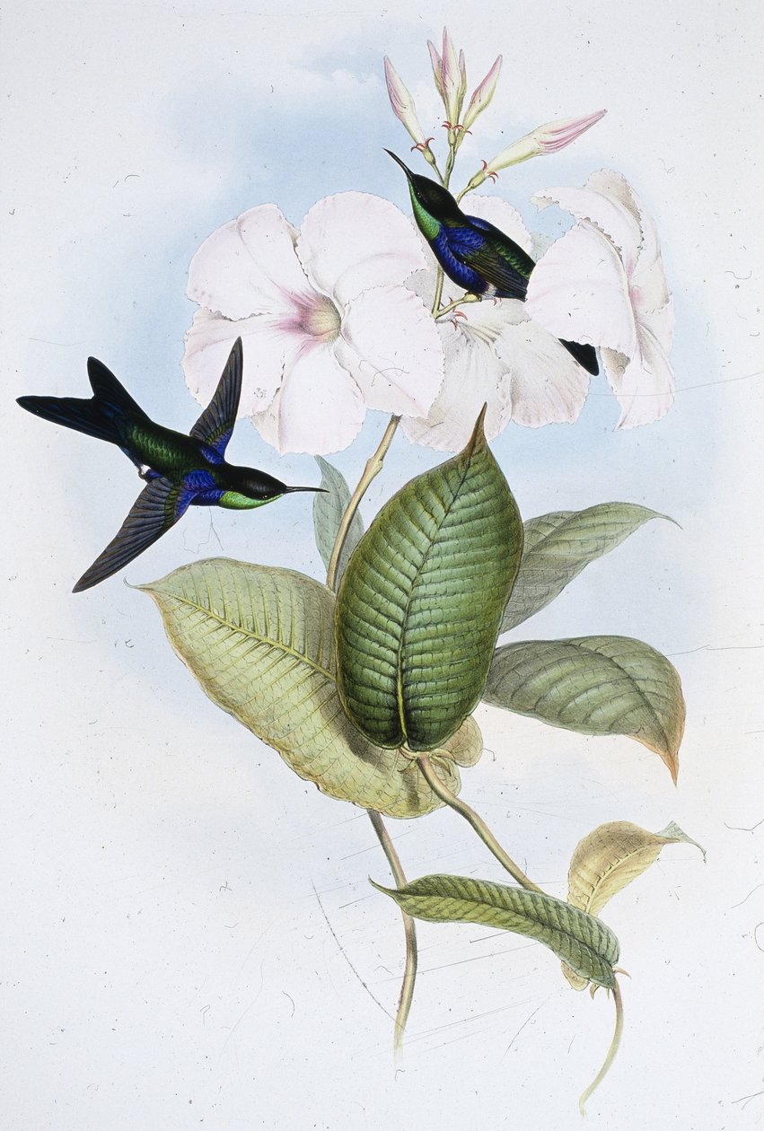 Refulent Panoplites (Thalurania Refulgens) (handfärgad litho) av John (after) Gould