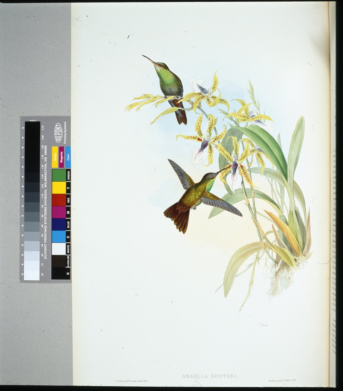 Rieggers Amazili (amazilia Riefferi) (handfärgad litho) av John (after) Gould
