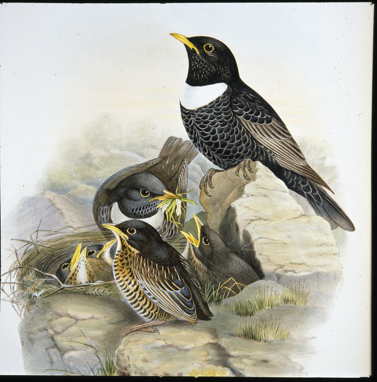 Ring Ouzel (Mer Ulatorquata) (handfärgad litho) av John (after) Gould