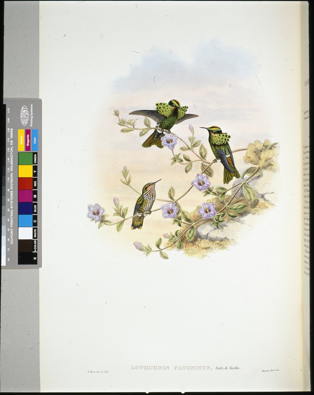 Roraima Coquette (lophornis pavoninus) (handfärgad litho) av John (after) Gould