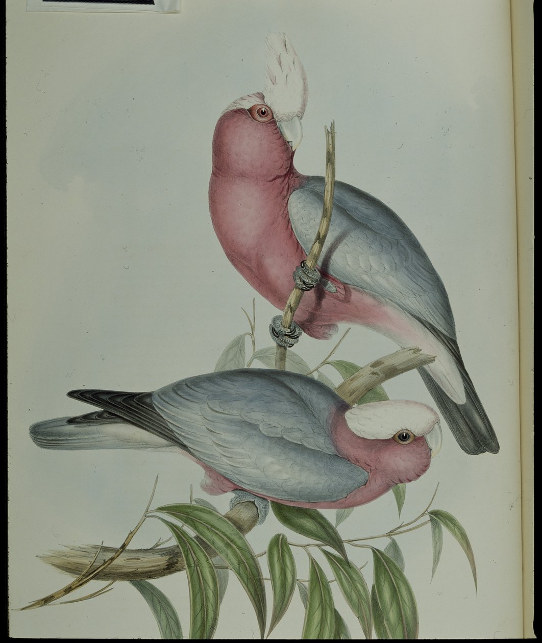 Rose-breasted kakadua (Cacatua Eos) (handfärgad litho) av John (after) Gould