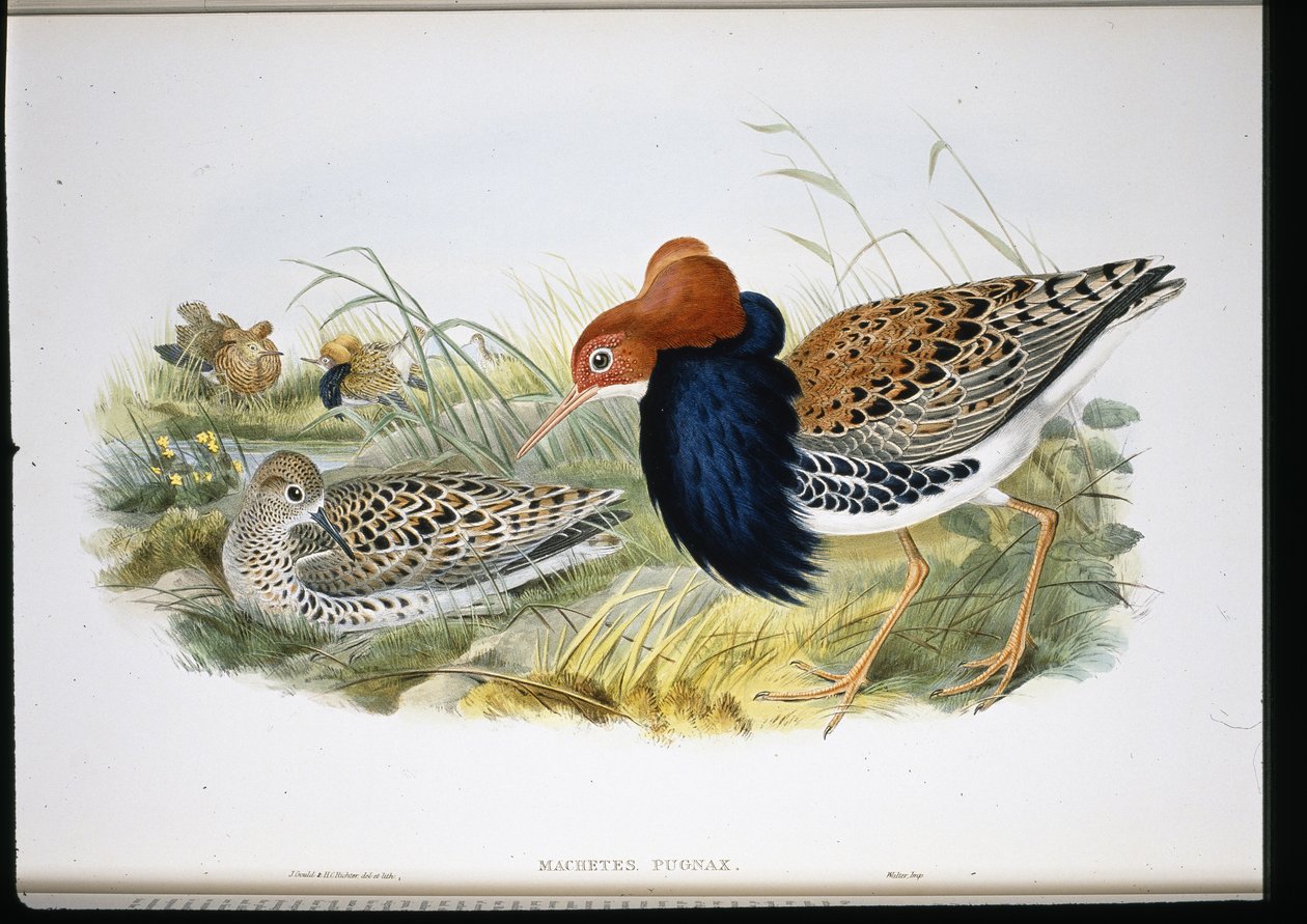 Ruff (handfärgade lemmar) av John (after) Gould