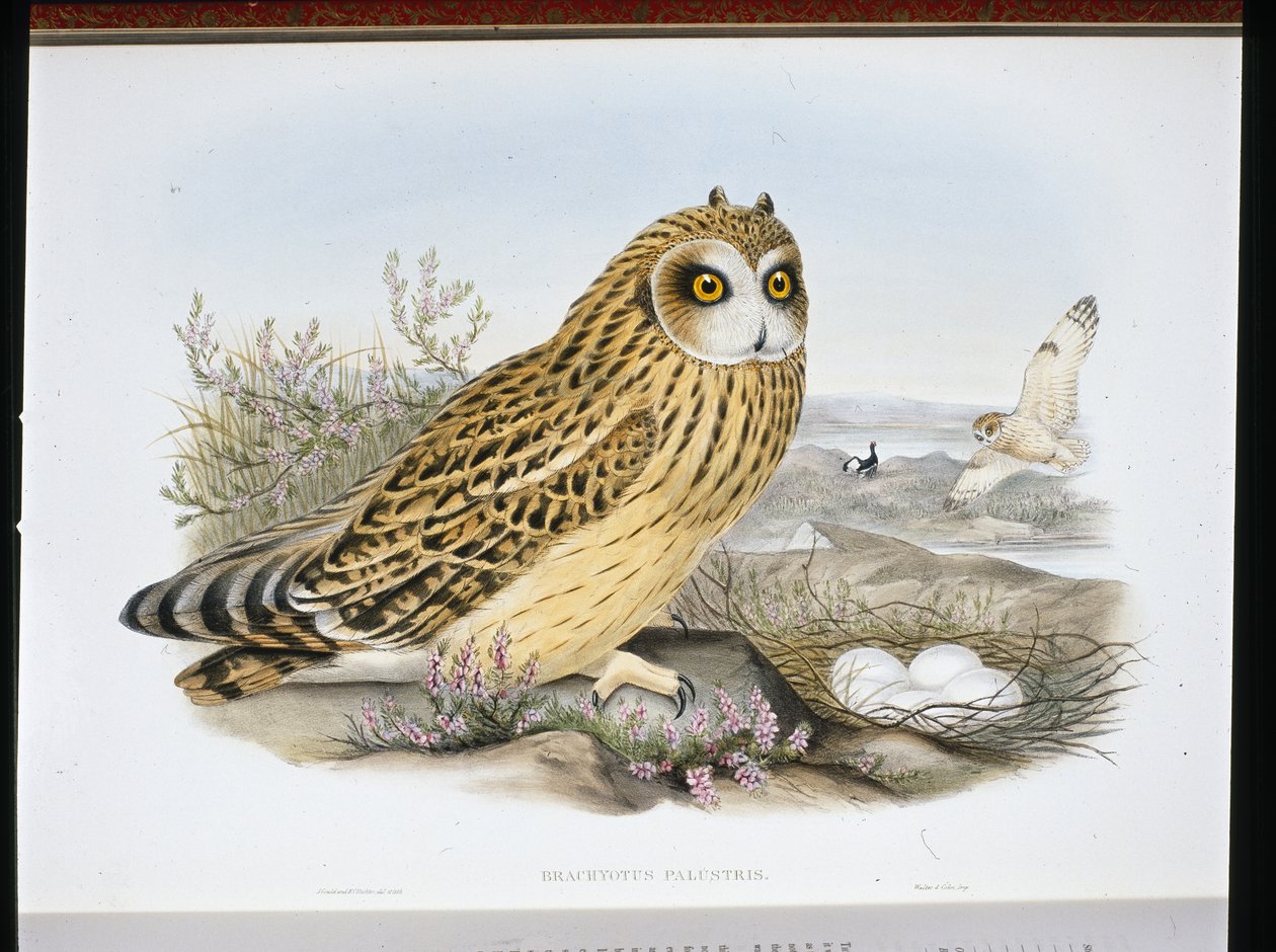 KORTÖRAD UGLA (Bracyotus Palustris) (handfärgad litho) av John (after) Gould