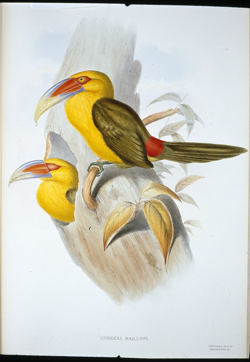 Saffransfärgad Hill Toucan (Andigena Bailloni) (handfärgad litho) av John (after) Gould