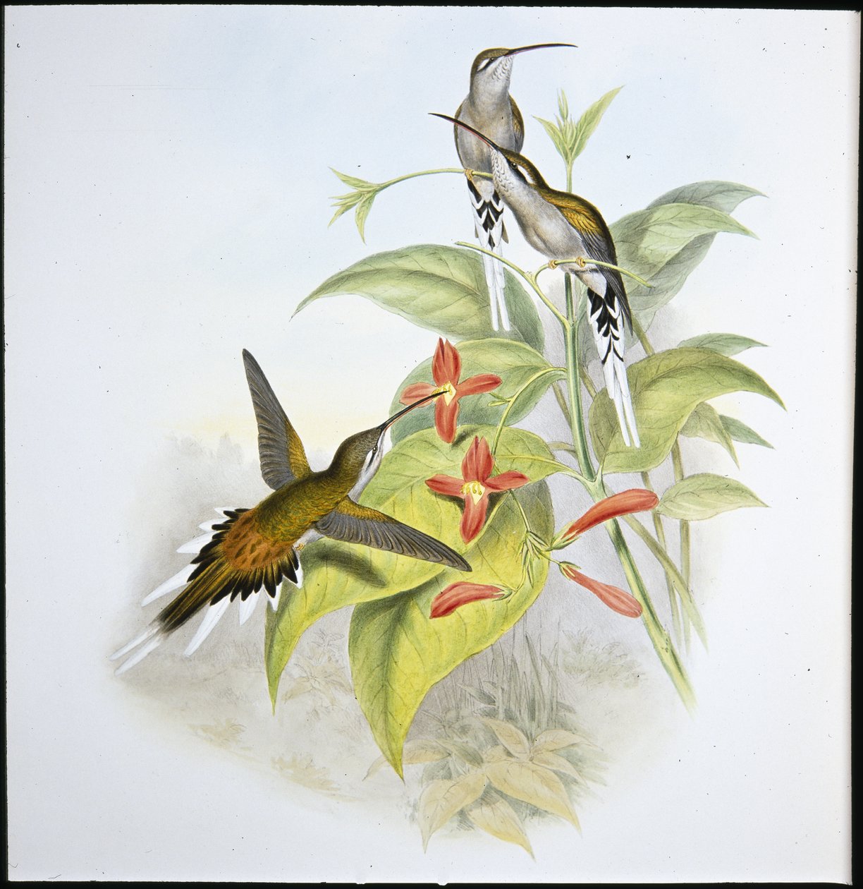 Salles eremit (Phaethorn Augustus) (handfärgad litho) av John (after) Gould