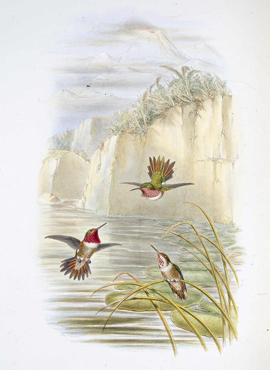 Salvins eldbärare. (Selasphorus ardens). (handfärgad litho) av John (after) Gould