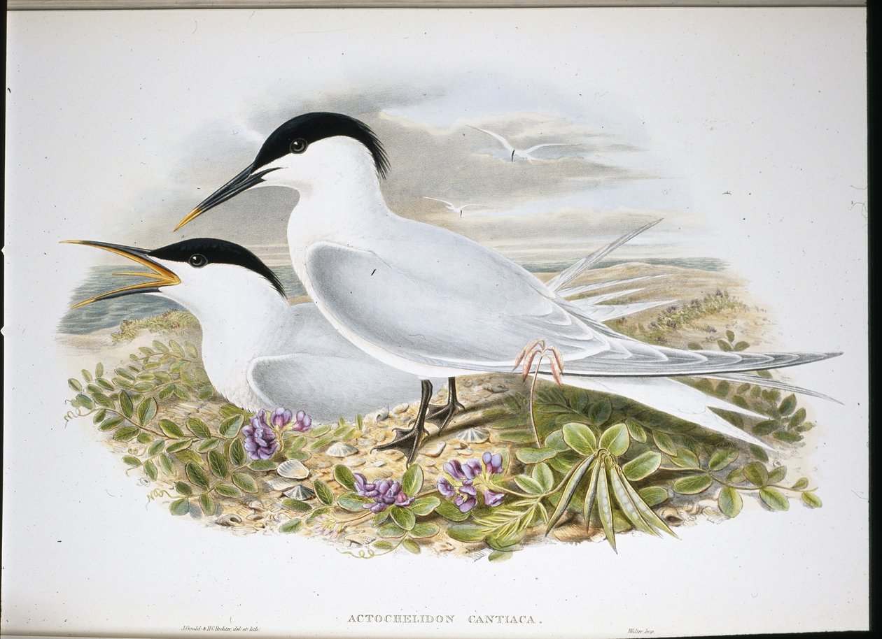 Smörgåstärna (Actochel Cantiaca) (handfärgad litho) av John (after) Gould