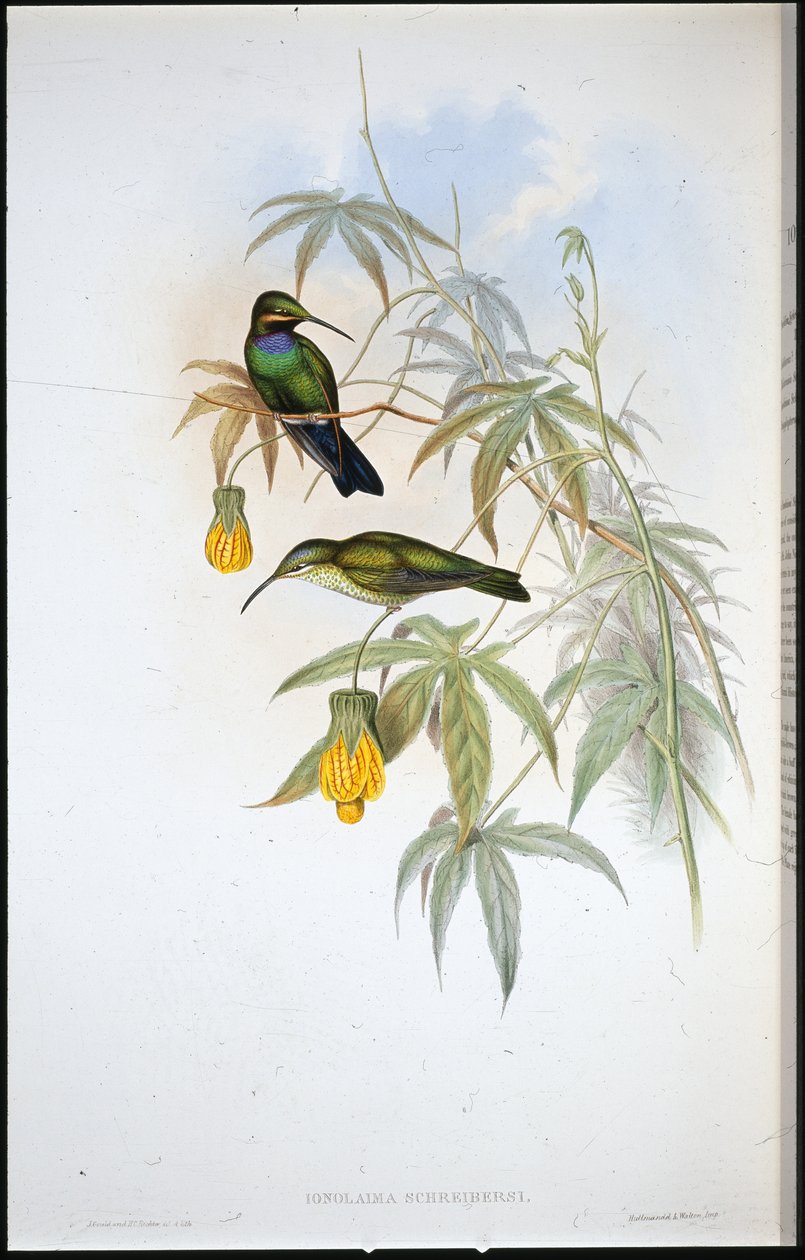 Schreibers kolibri (Ionolaima Schreibersi) (handfärgad litho) av John (after) Gould