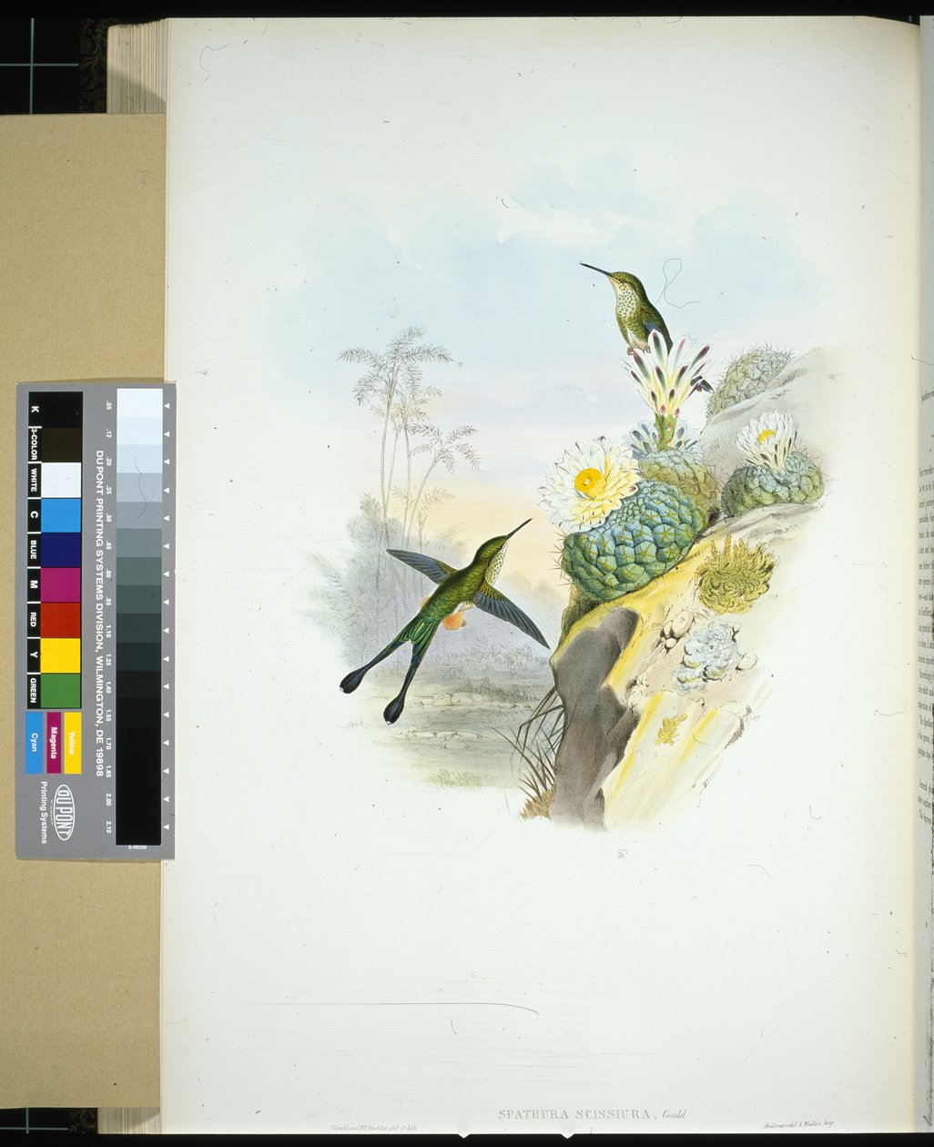 Saxsvansracket-svans (spathura scissiura) (handfärgad litho) av John (after) Gould