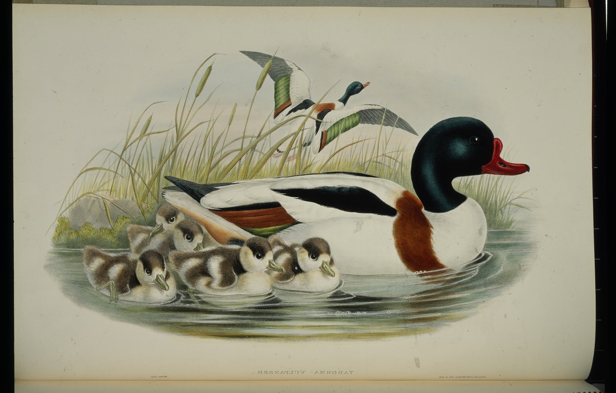 Shell Duck (Tadorna Vulpanser) (handfärgad litho) av John (after) Gould
