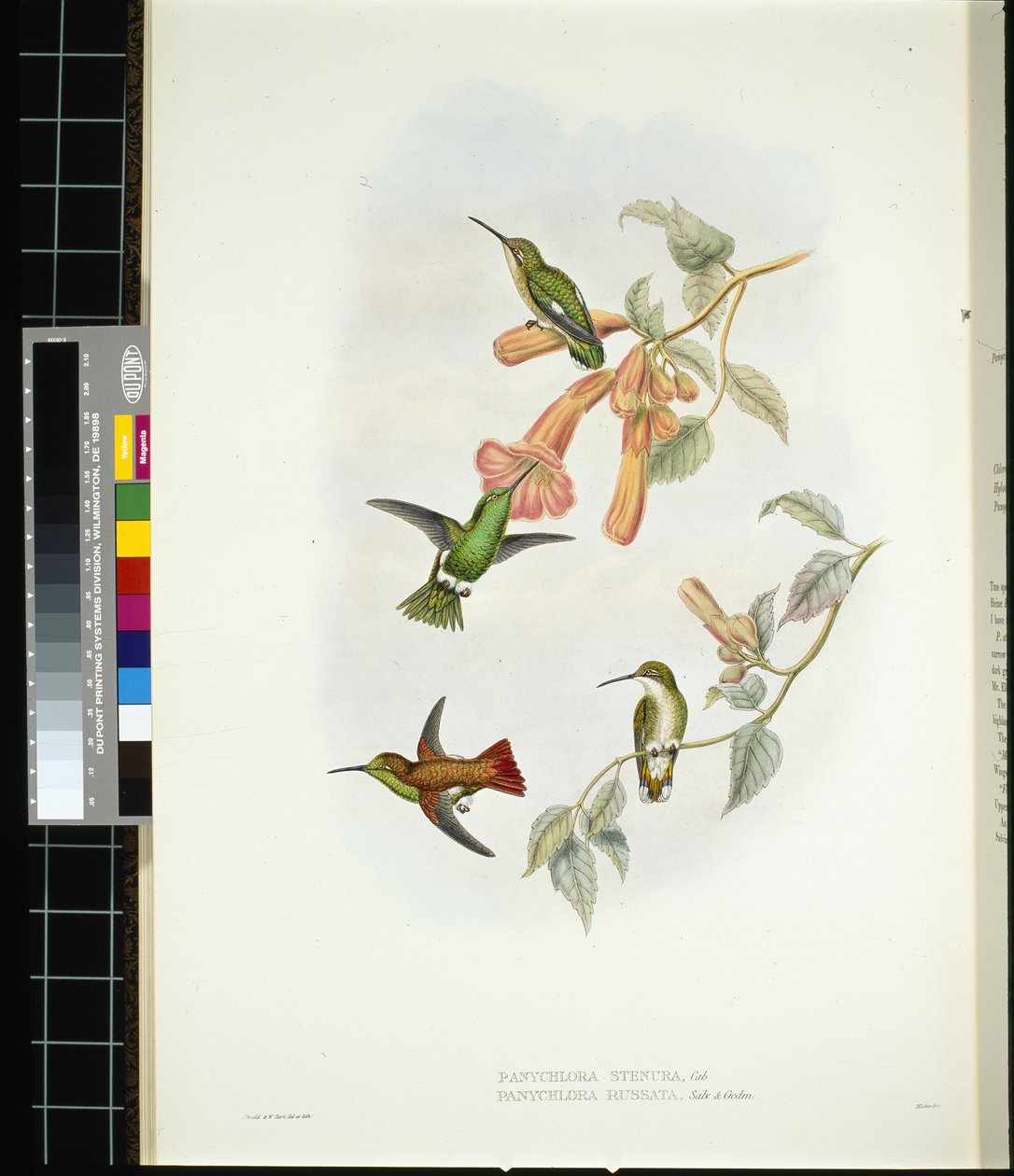 Lysande solstråle (aglaeactis cupreipennis) (handfärgad litho) av John (after) Gould
