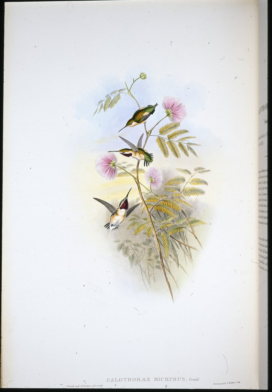Kortstjärtad trästjärna (Calothorax Micrurus) (handfärgad litho) av John (after) Gould