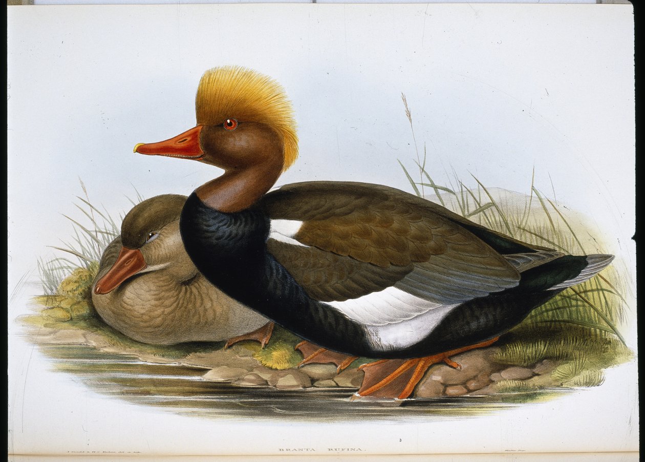Shoveler (Spatula Clypeata) (handfärgad litho) av John (after) Gould