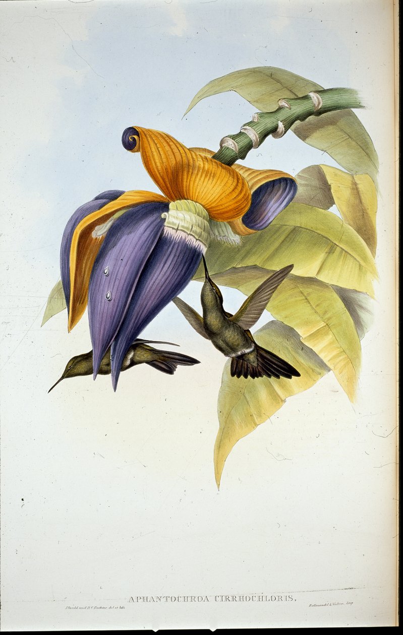 Dyster kolibri (Aphantochroa cirrhochloris) (handfärgade medlemmar) av John (after) Gould