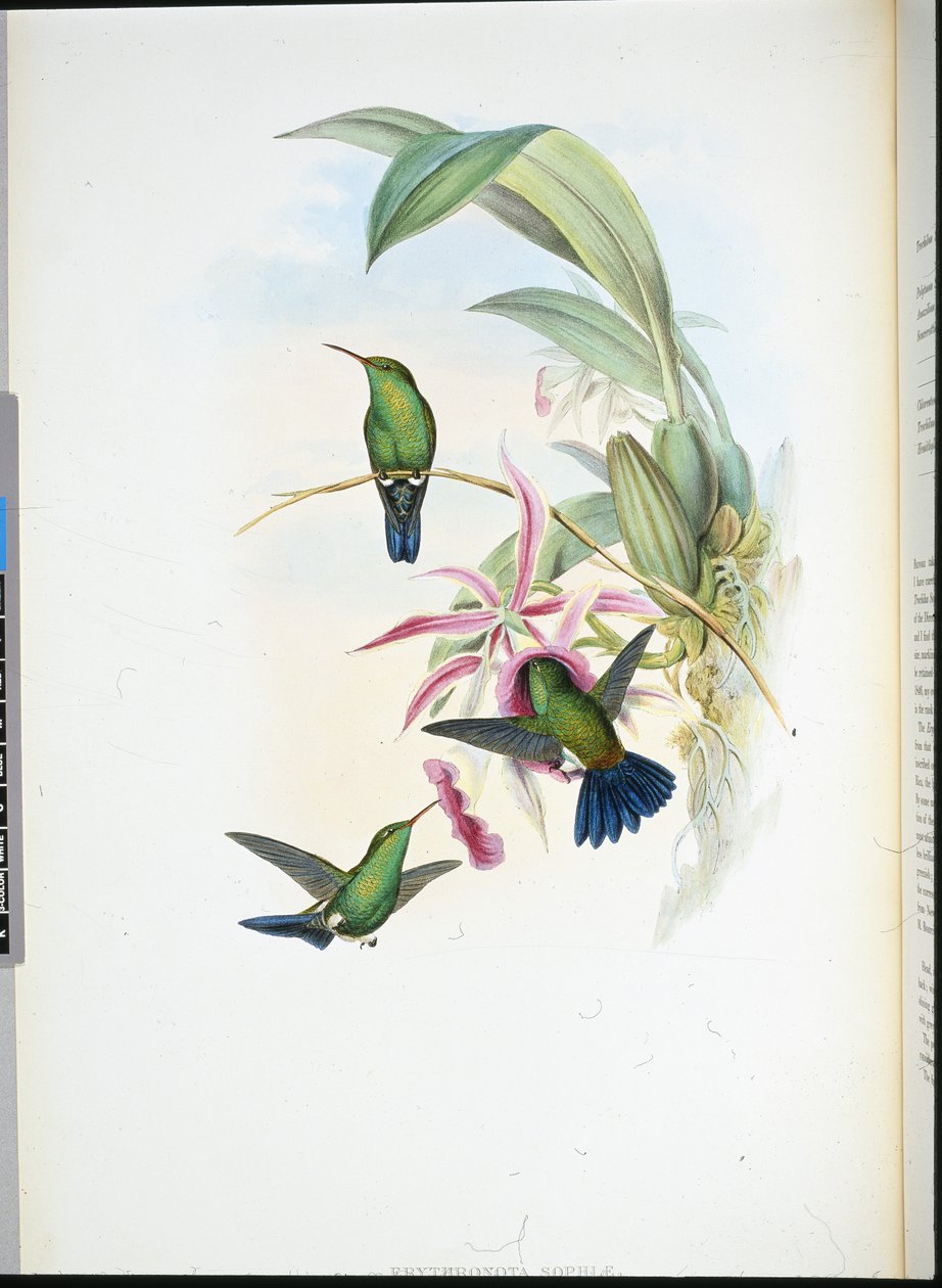 Sophias Erythronote (Erythronota Sophiae) (handfärgad litho) av John (after) Gould