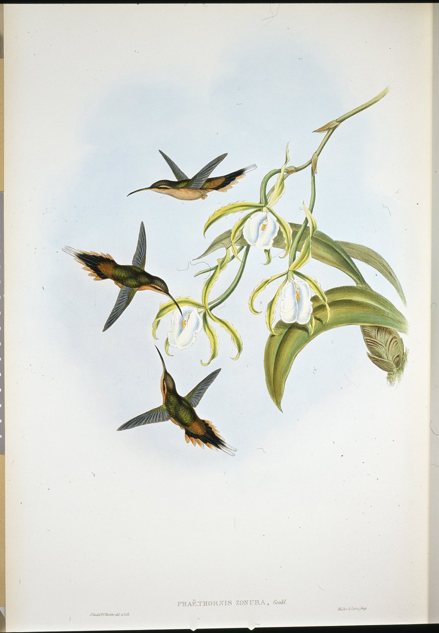 Södra eremit (Phaethornis Zonura) (handkolorerad litografi) av John (after) Gould