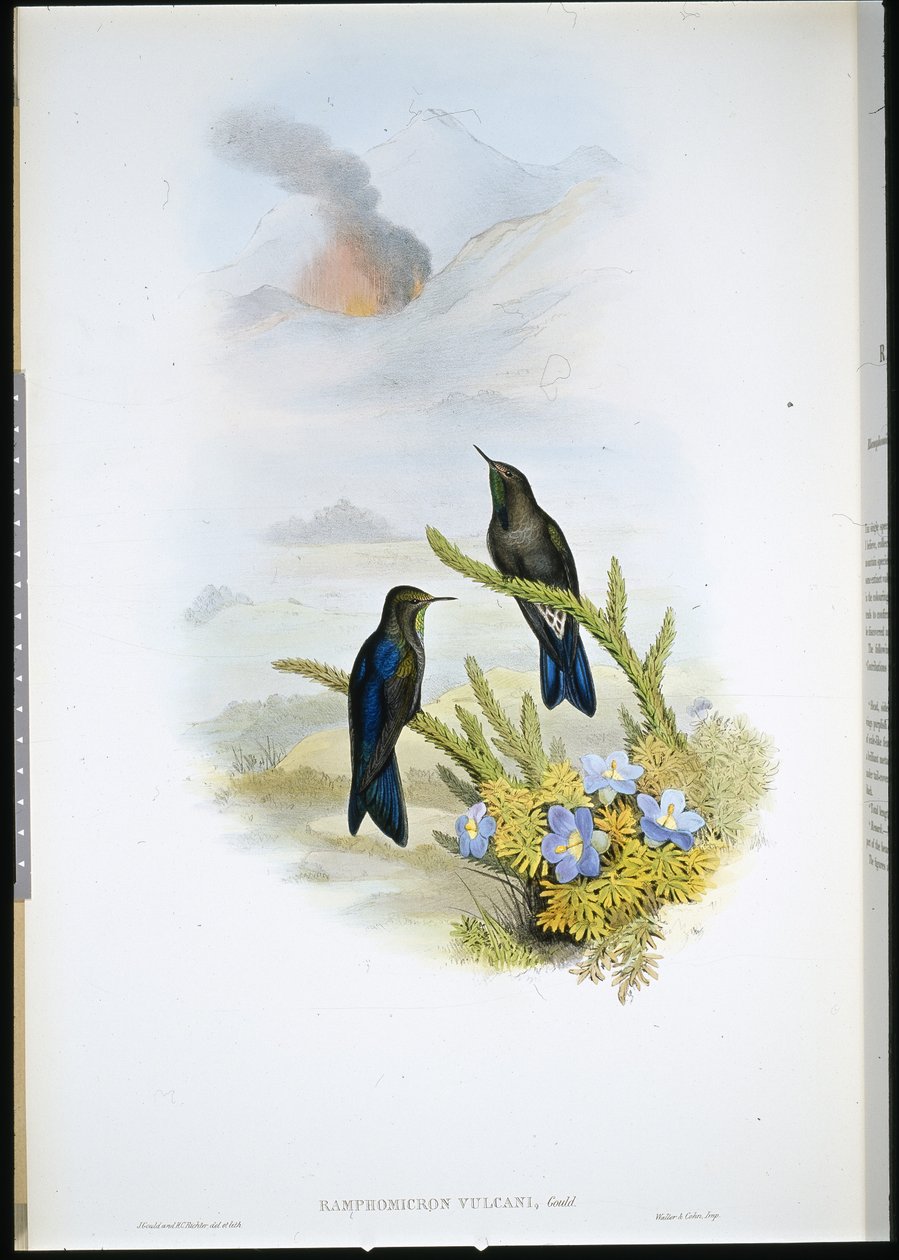 Southern Thorn-bill (Ramphomicron Vulcani) (handfärgad litho) av John (after) Gould