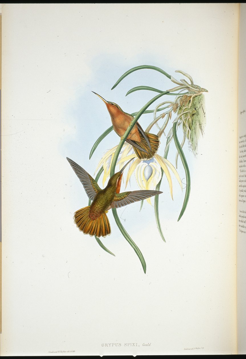 Spixs sågnäbb (Grypus Spixi) (handfärgad litho) av John (after) Gould