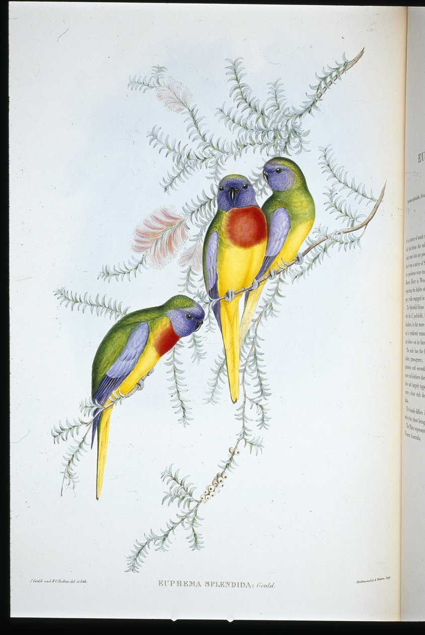 Splendid Grass Parakit (euphema splendida) (handfärgad litho) av John (after) Gould