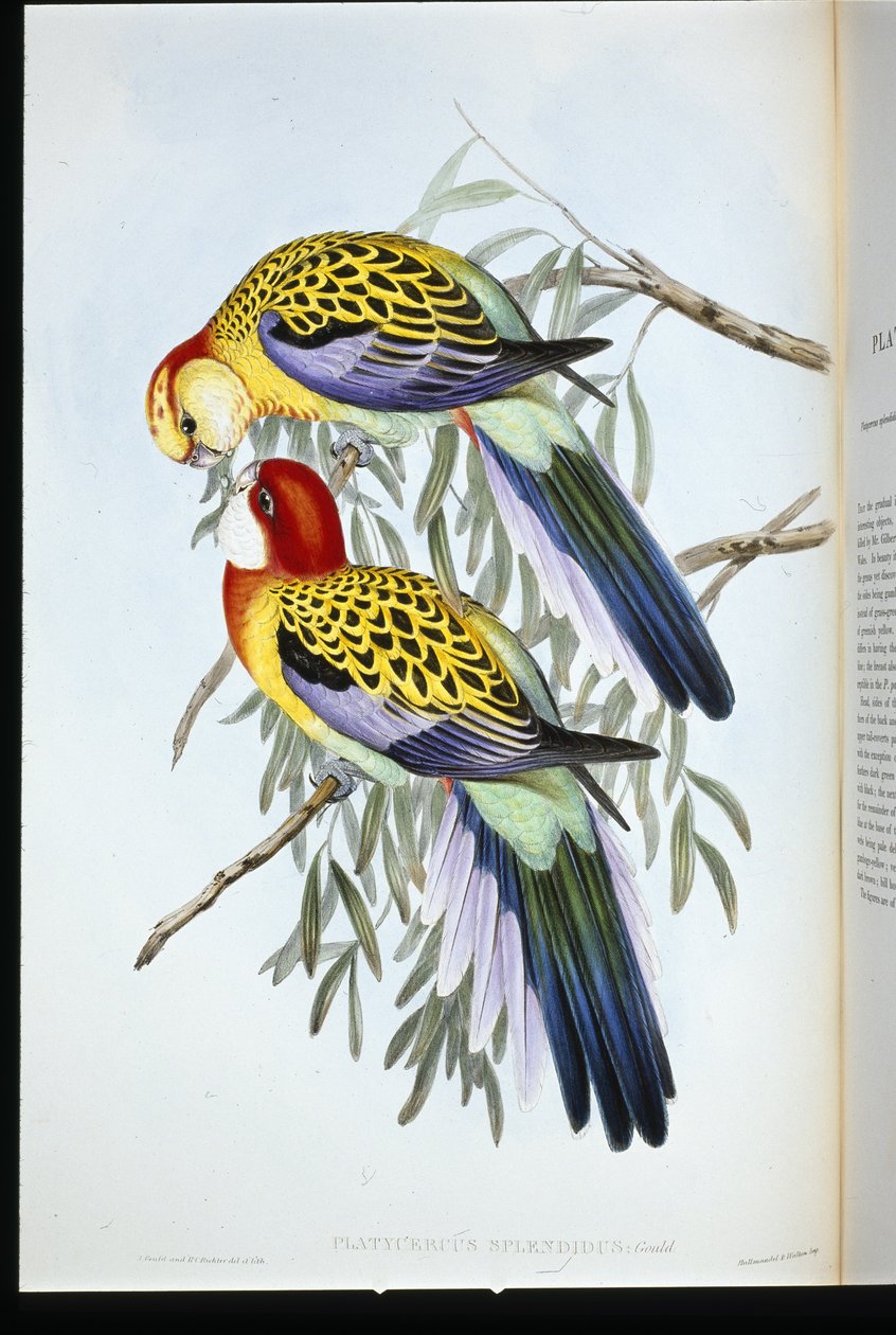 Splendid Parakeet (Splendid Palatycercus) (handfärgad litho) av John (after) Gould