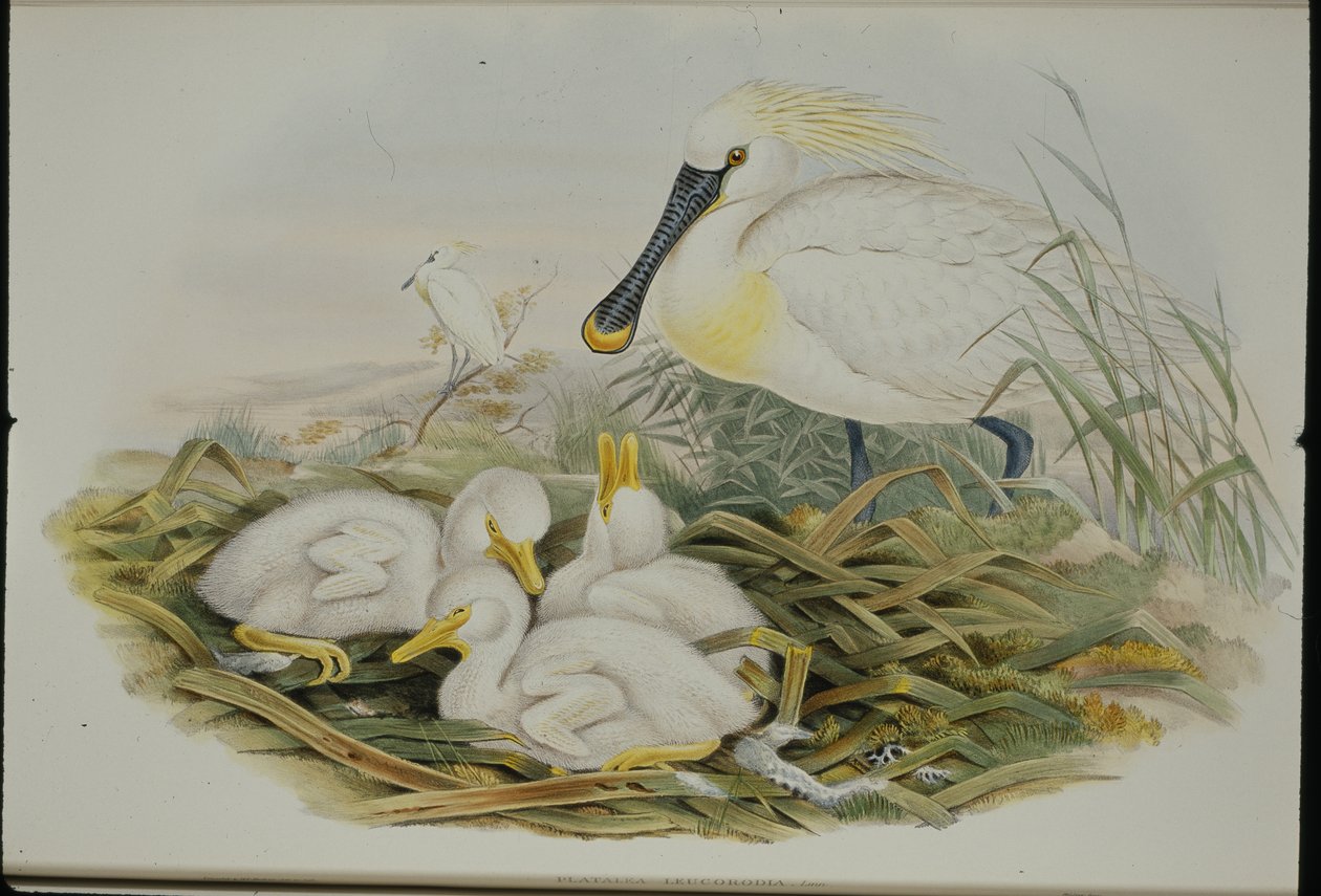 Skednäbb (Platalea Leucorodia) (handfärgad litho) av John (after) Gould