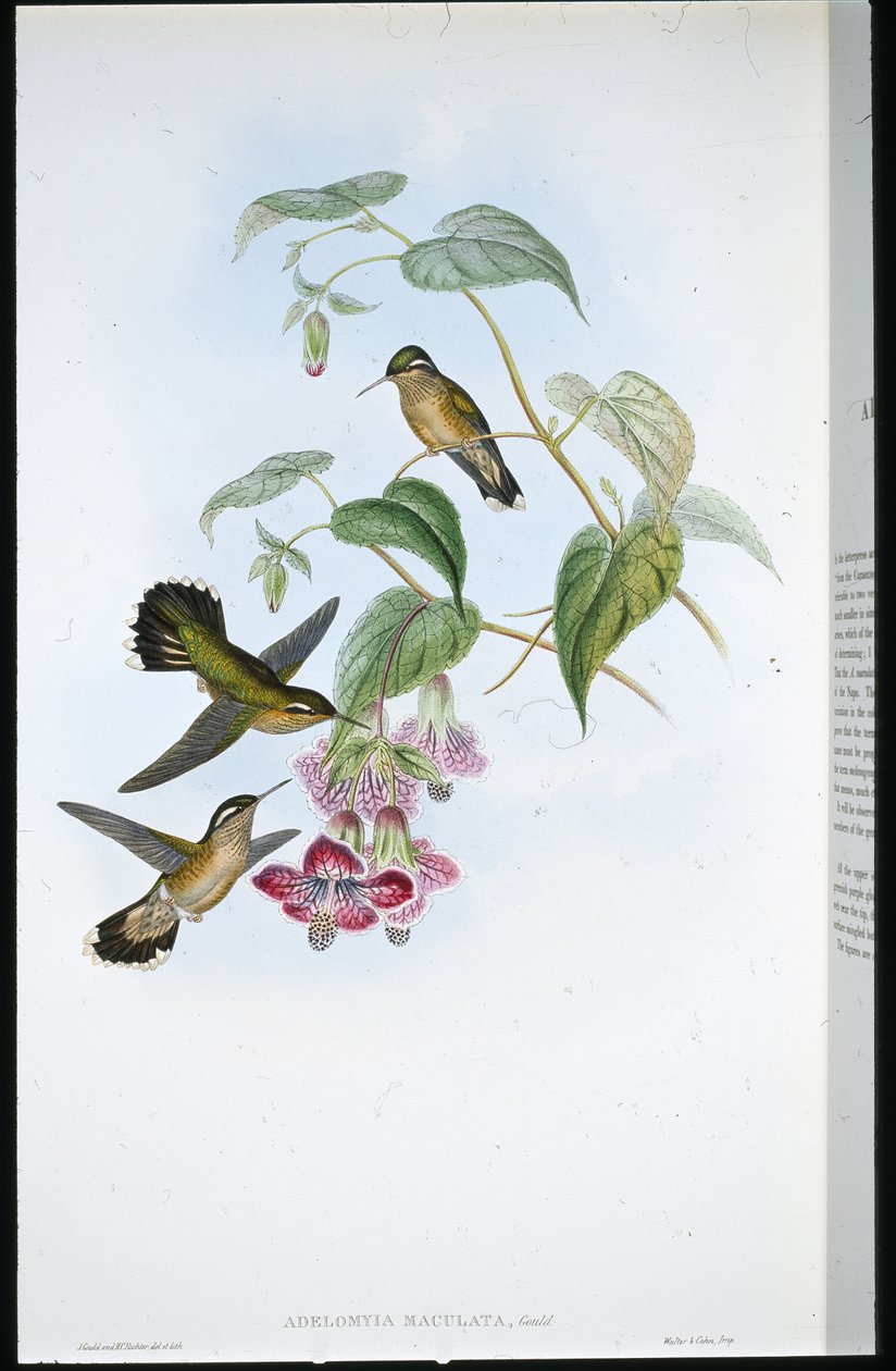 Fläckig Adelomyia (Adelomyia Maculata) (handfärgad litho) av John (after) Gould