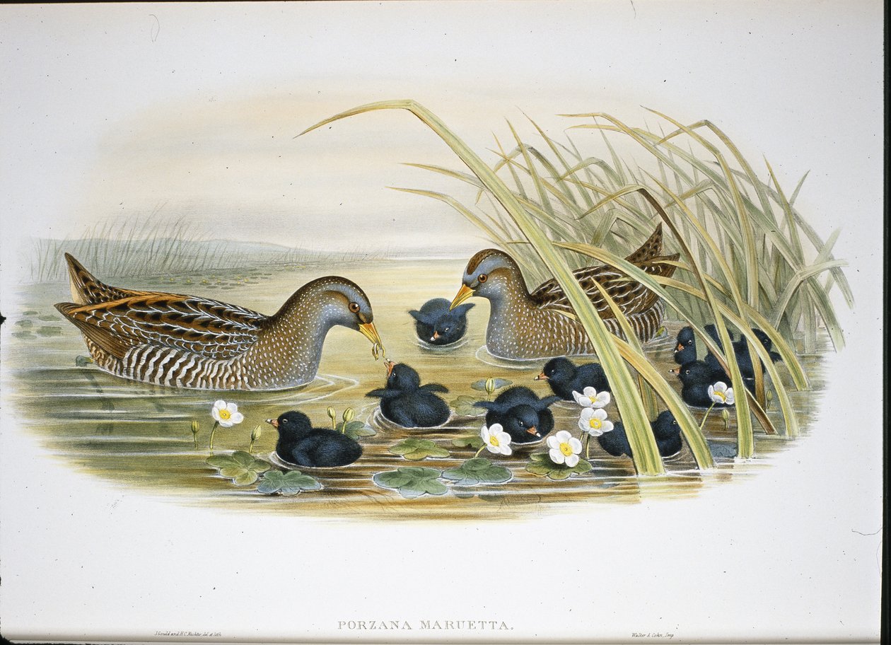 Spotted Crake (Porzana Maruetta) (handfärgad litho) av John (after) Gould