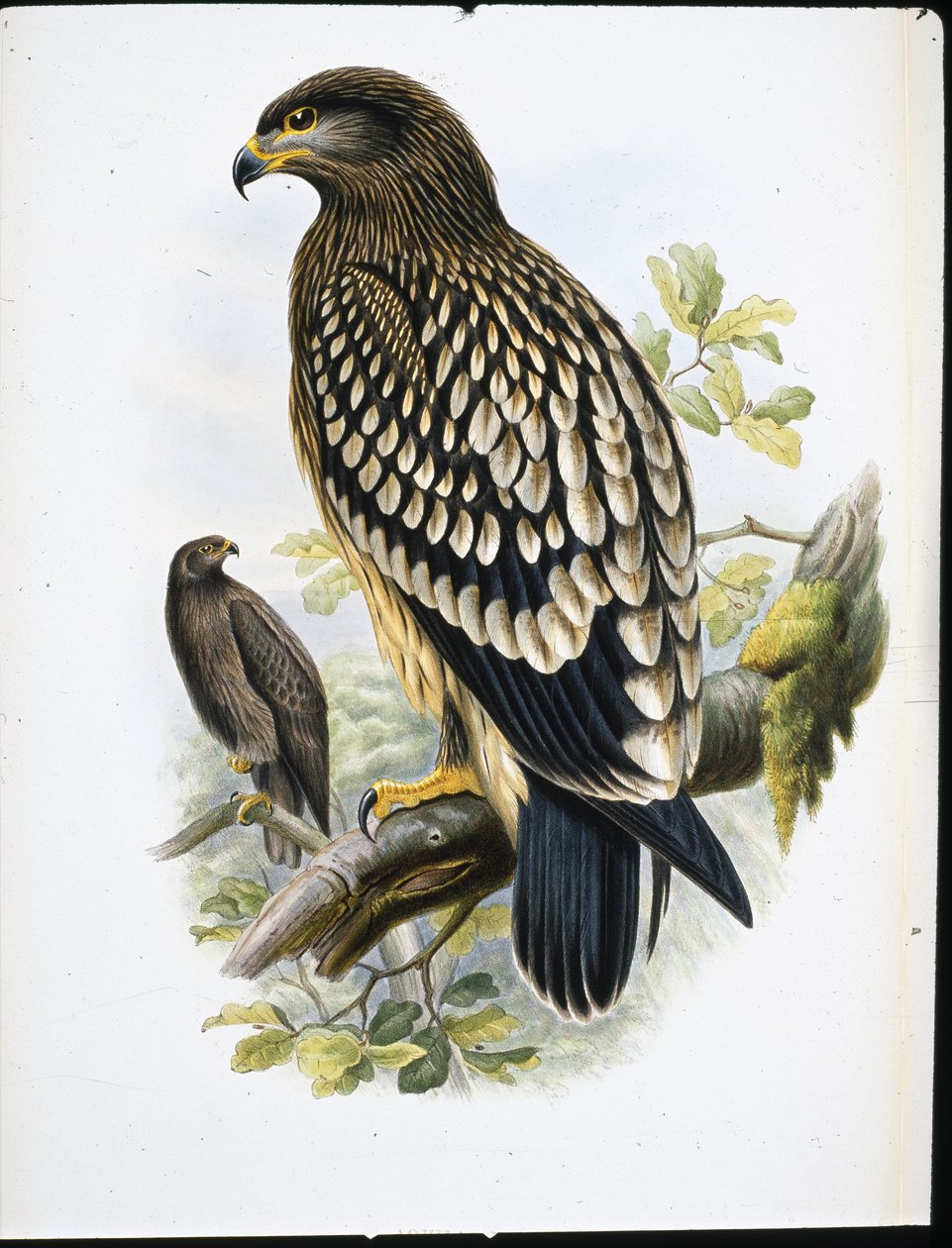 Spotted Eagle (Aquila Naevia) (handfärgad litho) av John (after) Gould